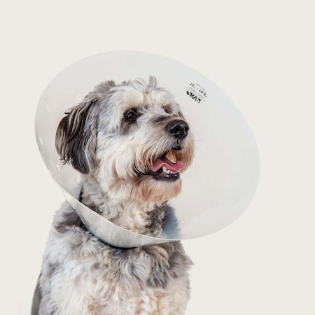 Vetone Elizabethan Collar, 17in. - 22-1/2in. Neck Circumference, Clear 621006